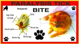 PARALYSIS TICK BITE DEADLY TICKS KILL DOGS DIY by Cooking For Dogs