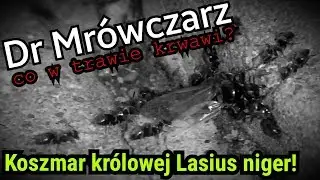 Rójkowa królowa Lasius niger walczy o życie z przedstawicielami swojego gatunku | Dr Mrówczarz #4