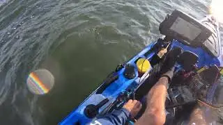 Cobia caught in Jamaica Bay -  Amazing fight with a big fish