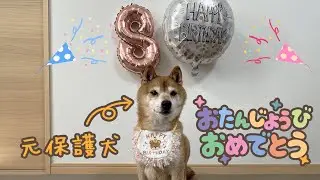 元保護犬、うちの子1年記念＆8歳の誕生日会を開催しました