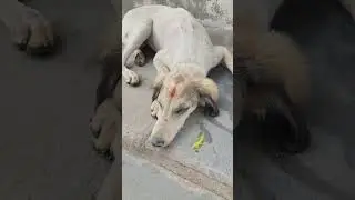 #shortvideo #dogshorts #viralvideo #whitedogs #animals