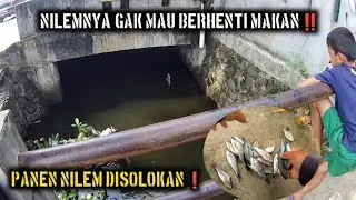 REBUTAN IKAN NILEM BARENG ROMBONGAN BOCIL DI SOLOKAN SETU TONJONG‼️