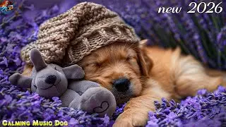 12h Deep Relaxation Music for Dog🐶Music to Relax Your Dog Completely and sleep Music for Dog at Home