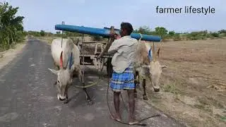 Bullock training in village main road|bullokcart heavy performance in ready to race|