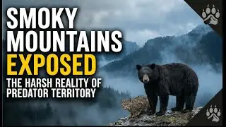 Smoky Mountains Exposed | The Harsh Reality of Predator Territory | 4K |