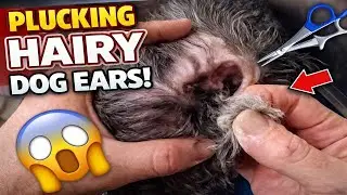 ASMR-видео с выщипыванием шерсти, чистка ушей очень волосатой собаки. #груминг #POV #asmr #приятн...