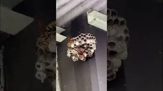 スズメバチがアシナガバチの幼虫を食べていた　Wasp attack