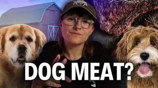 Would You Support a 'Humane' Dog Meat Industry?