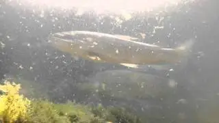 Neretvanska Mekousna - Neretva's Softmouth trout (Salmo obtusirostris oxyrhynchus)