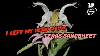 Sandsheet Senecio & Falfurrias Rest Stop Bathroom Blitz