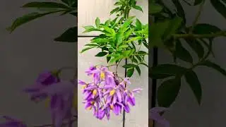Brazilian Nightshade#viral #plants #landscaping #climbers
