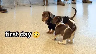 POV: mini dachshund puppy's first day of preschool