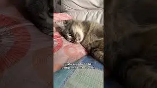 zoro lagi gambek d video#catshots #cute #cat