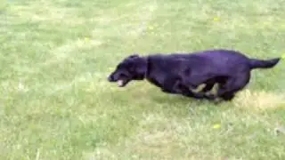 A hyper playful pooch