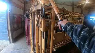 IBEP Bull Test, Feed, and End of Day Bottle Feeding