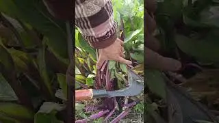 Sk2739 mini rotary tillage and ridging one one tree  short view #travel #beach #flowers