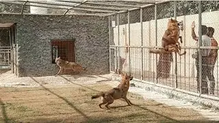 Wolf Dog Eating Meat