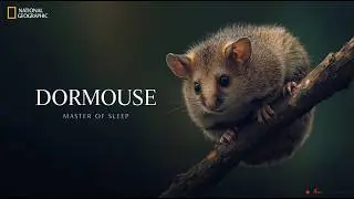 Dormouse: The Small Mammal That Sleeps Through Life’s Harshest Seasons