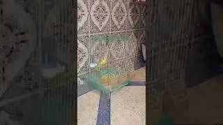 طائر الحسون و البادجي معا في قفص واحد diestelfink badji badgi