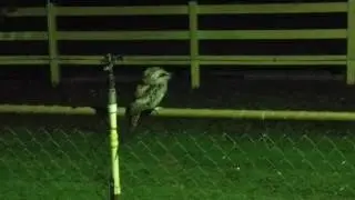 Owl in Garden in Northern Suburbs Perth,WA