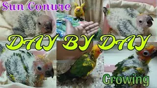 Sun Conure Hand feeding chick to free flight Day 15 to Day 50