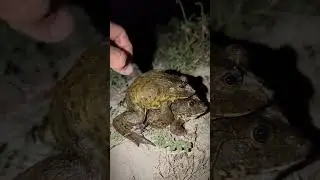 Catch a frog and jump into a funny bucket | catch frogs fly | froggy jumping fun fun