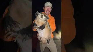 Name this animal&hellip;wrong answers only 🦡 #redneck #liveaction #barehand #adrenaline #westernelevation
