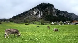 Grazing Cows, Unterschachen Ribi, Uri, Switzerland🇨🇭4K