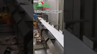 Revolutionize Fish Sorting with HIGHLY ACCURATE Weight Sorters
