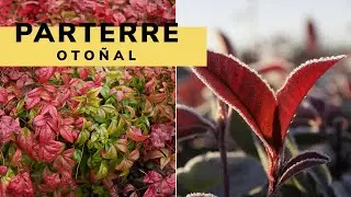 Parterre con arbustos otoñales - Bricomanía - Jardinatis