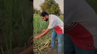 गन्ने की उत्पादकता कैसे बढायें ?