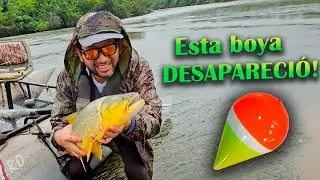 Este RÍO MAJESTUOSO tiene MUCHO PIQUE de DORADO 🔥 pero también .. Bogas Bagres Palometas y algo más