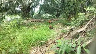 Pikat ayam hutan.. 