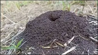Todo lo que necesitas saber sobre las Atta. Parte 1/2