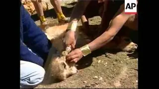 The annual herding of the Vicuna