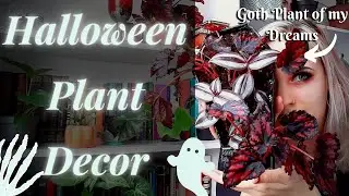 Halloween Houseplant Decor DIY | Spooky Plants and Planters