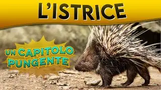 L'Istrice: un capitolo pungente ► Puntata 76