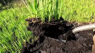 Turning Swamp Muck into Rich Garden Soil and Potting Mix