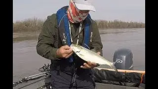 Bink's Spoon Skipjack Herring for Bait