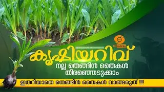 നല്ല തെങ്ങിൻ തൈകൾ തിരഞ്ഞെടുക്കാം | HOW TO CHOOSE GOOD COCONUT SEEDLINGS | COCONUT CULTIVATION TIPS