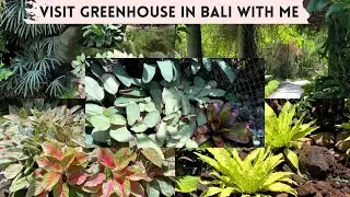Visit a Greenhouse in Bali Indonesia With Me | M and MM Plants