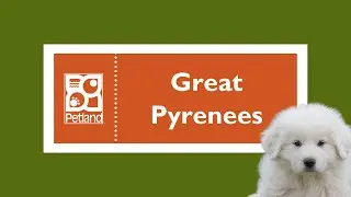 Great Pyrenees Fun Facts