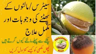 Citrus Cracking and Fruit Dropping, Complete Solution / مالٹوں کا پھٹنا اور گرنا،مکمل علاج