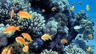 Coral Reefs of the Gulf: A Unique Ecosystem