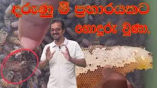 දරුණු මී මැසි ප්‍රහාරයකට ගොදුරු වුණා. තව පොඩ්ඩෙන් සුදු කොඩි තමා | WAGA DANUMA