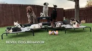 Bevill Dog Behavior - Dogs vs. Remote Control Robot