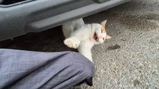 Touching a psychopathic orange cat without gloves is very dangerous  it scratches and bites. 
