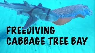 FREEDIVING CABBAGE TREE BAY (CUTTLEFISH MEETS PJ SHARK)