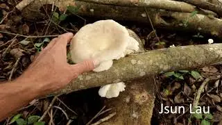 Growing oysters on Strangler figs