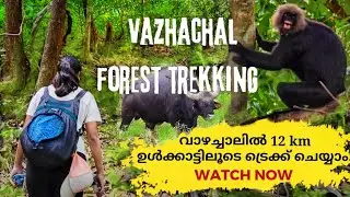 Vazhachal Forest Trek | വാഴച്ചാൽ കാട്ടിലൂടെ കിലോമീറ്ററോളം നടന്ന് ഒരു സാഹസിക യാത്ര | Athirappilly